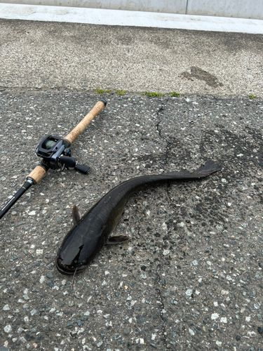 マナマズの釣果