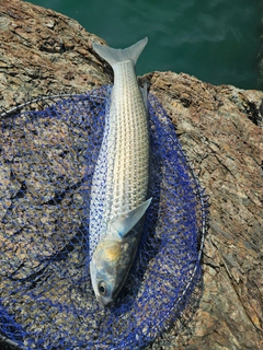 ボラの釣果