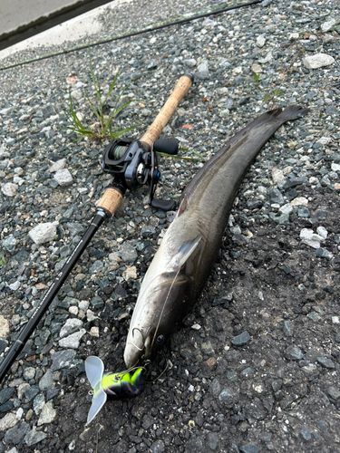 マナマズの釣果