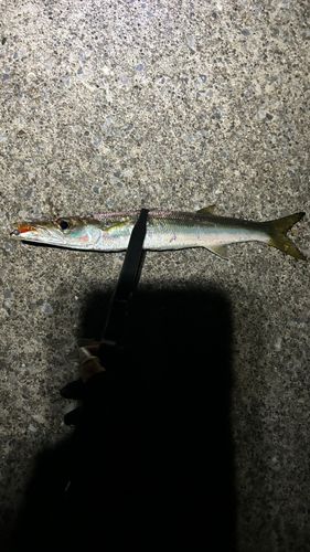 カマスの釣果