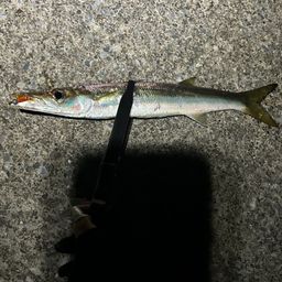 カマス