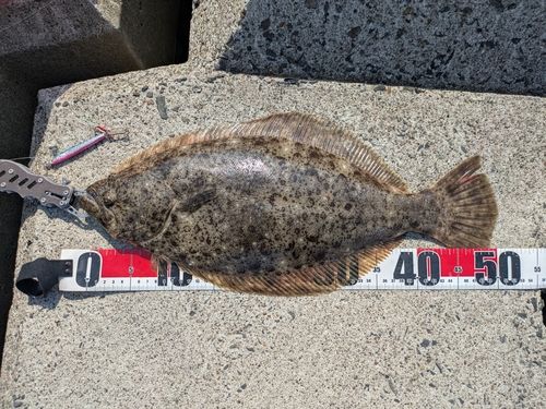 ヒラメの釣果