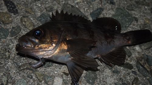 メバルの釣果