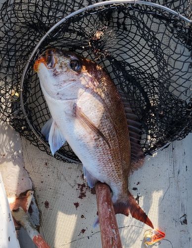 マダイの釣果