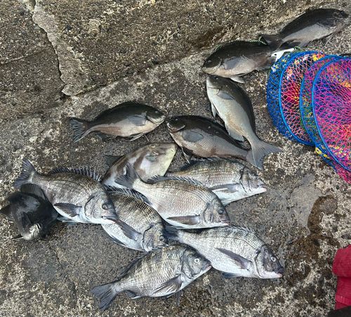 クチブトグレの釣果