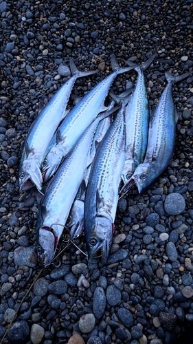 サゴシの釣果