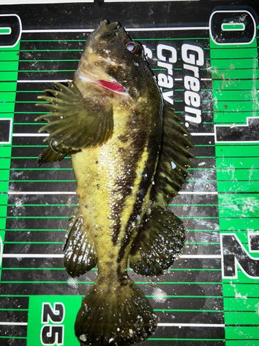 シマソイの釣果