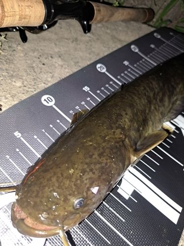ナマズの釣果