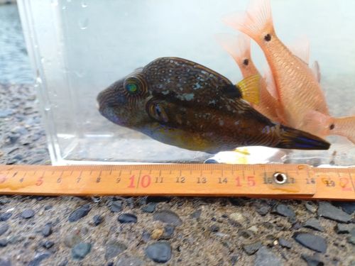 キタマクラの釣果