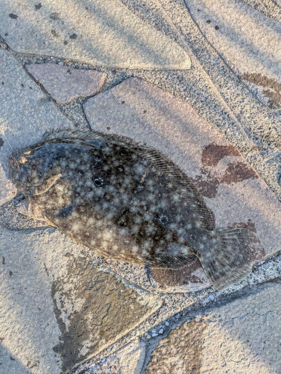 ガンゾウビラメ