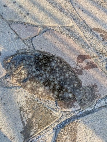 ガンゾウビラメの釣果