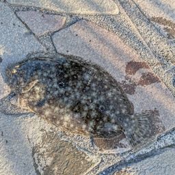 ガンゾウビラメ