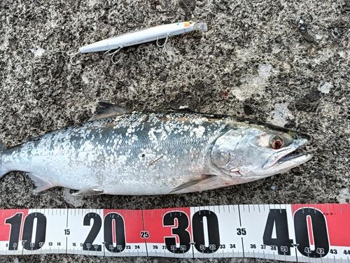 サクラマスの釣果
