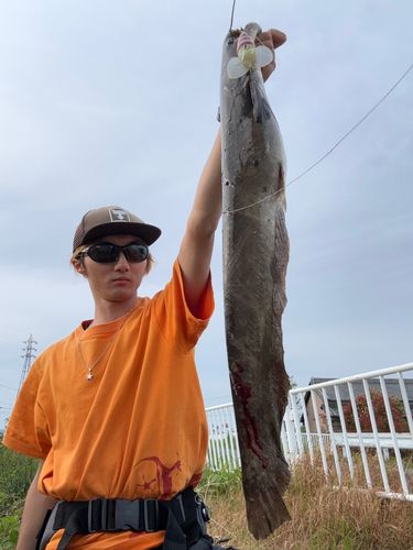 マナマズの釣果