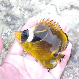 チョウチョウウオ