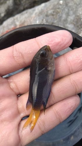 ソラスズメダイの釣果