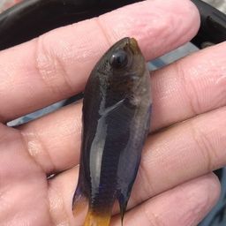ソラスズメダイ