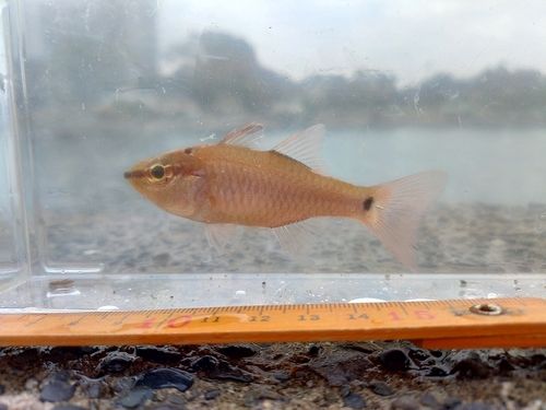 クロホシイシモチの釣果