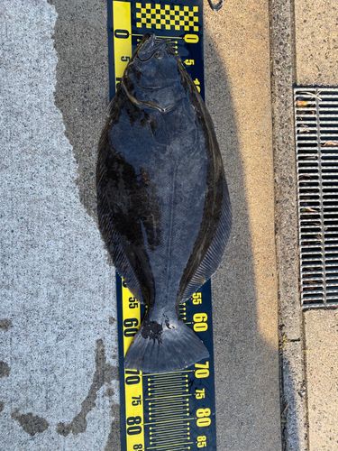ヒラメの釣果
