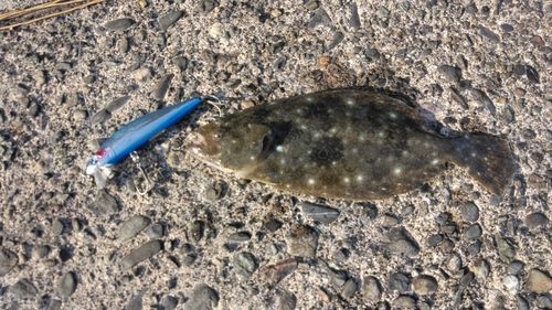 ソゲの釣果
