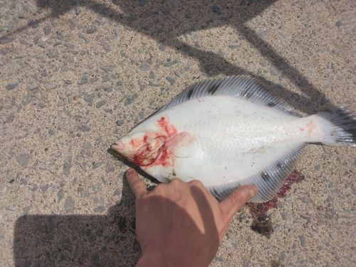 クロガシラガレイの釣果