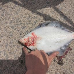 クロガシラガレイ