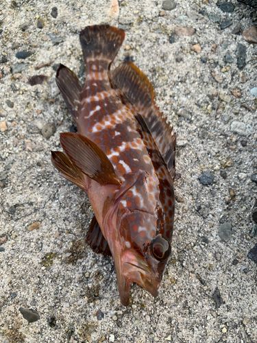 キジハタの釣果