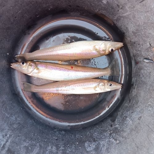 アズキハタの釣果