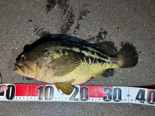 シマソイの釣果