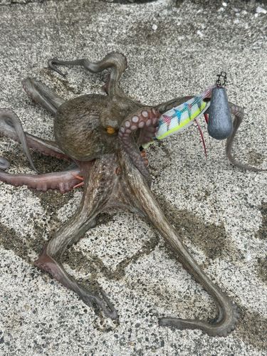 タコの釣果