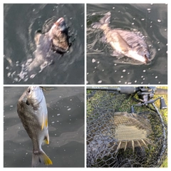 クロダイの釣果