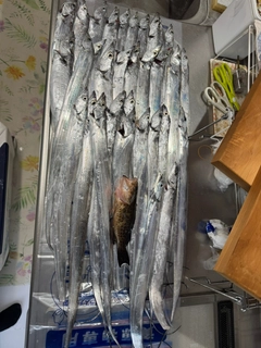 タチウオの釣果