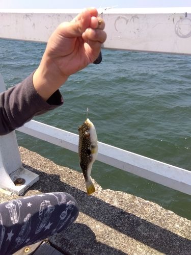 フグの釣果
