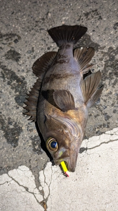 メバルの釣果