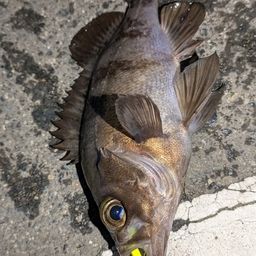 メバル