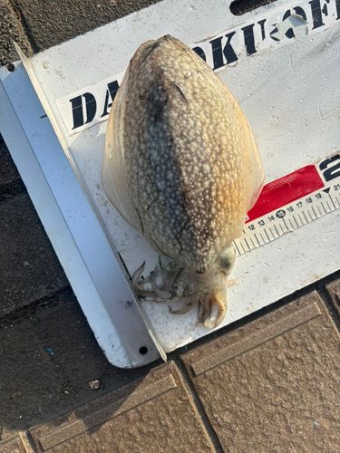 シリヤケイカの釣果