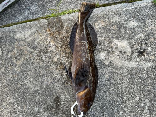 アイナメの釣果