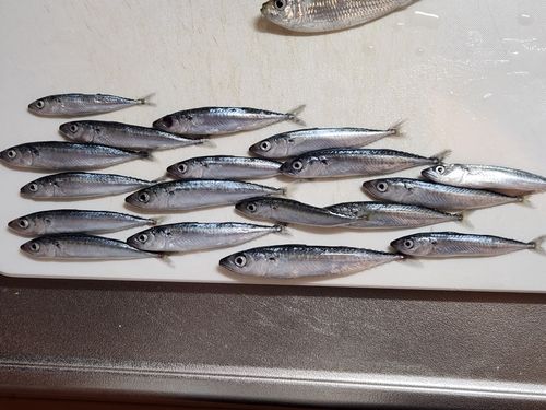 サバの釣果