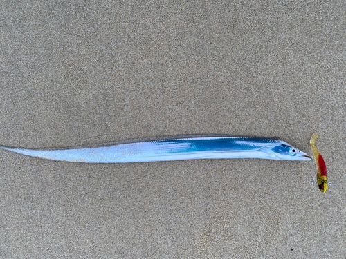 タチウオの釣果