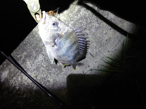 キビレの釣果