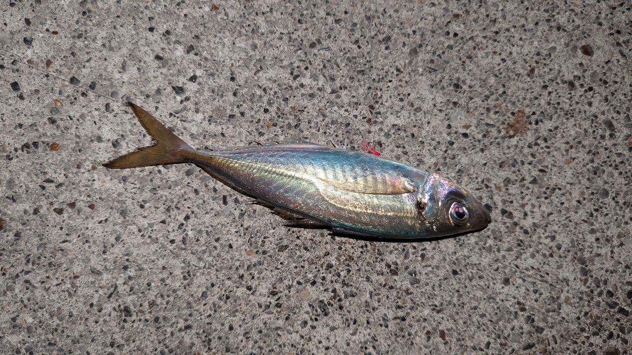 アジ
