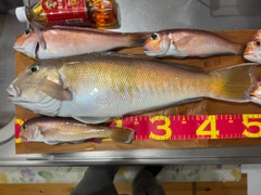 シロアマダイの釣果