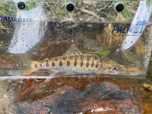 ヤマメの釣果