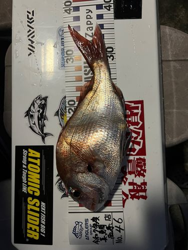 釣果