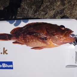 ウッカリカサゴ