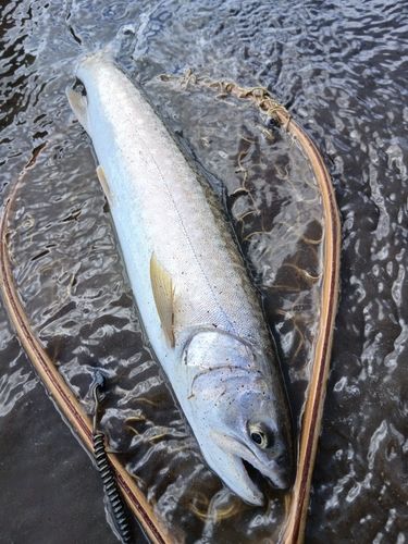 アメマスの釣果