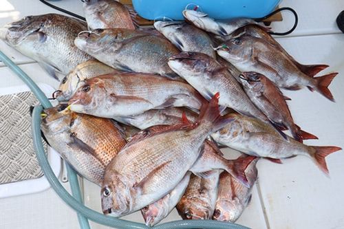 マダイの釣果