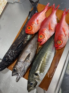 キンメダイの釣果