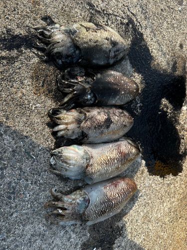 コウイカの釣果