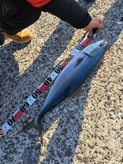 メジロの釣果
